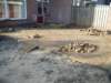 lovinkstraatkampen3_small.jpg
